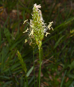 Anthoxanthum odoratum (sweet vernal grass, sweet vernalgrass)