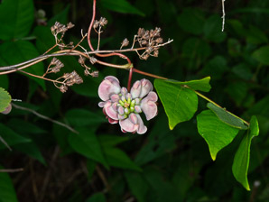 Apios americana (potato bean, groundnut, hopniss, Indian potato, bog potato, Virginia potato, wild potato, wild sweet potato)