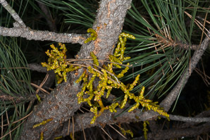 Arceuthobium