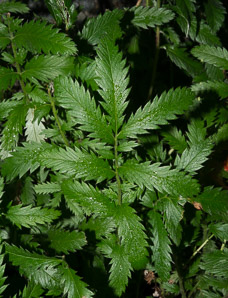 Argentina egedii (silverweed, Eged’s silverweed, Pacific silverweed)