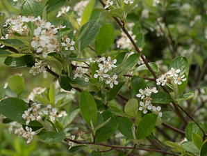 Aronia x (purple-fruited chokeberry)