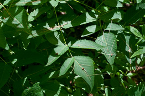Aruncus dioicus (goat’s beard, bride’s feathers)