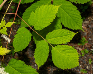 Aruncus dioicus (goat’s beard, bride’s feathers)