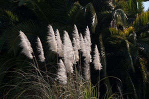 Arundo donax (arundo reed, giant reed)