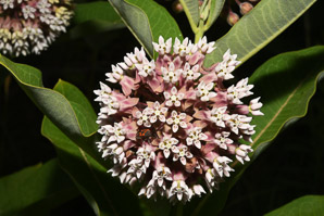 Asclepias syriaca (common milkweed, milkweed)