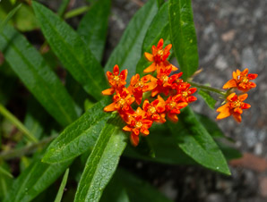 Asclepias tuberosa (butterfly milkweed, butterflyweed, orange milkweed, pleurisy root)