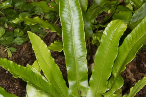Asplenium scolopendrium (Hart’s tongue fern, Hart’s tonguefern)