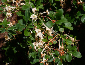 Azalea ‘Weston’s (azalea)