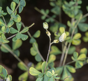 Baptisia tinctoria (wild indigo, yellow false indigo, horseflyweed, rattleweed)