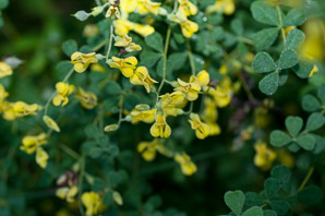 Baptisia tinctoria (wild indigo, yellow false indigo, horseflyweed, rattleweed)
