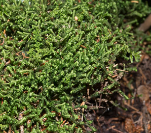 Bazzania trilobata (leafy liverwort, greater whipwort, millipede plant)