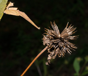Bidens frondosa (devil’s beggartick, devil’s-pitchfork, devil’s bootjack, sticktights, bur marigold, pitchfork weed, tickseed sunflower, leafy beggarticks, common beggar-ticks)