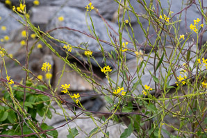 Brassica nigra (black mustard)