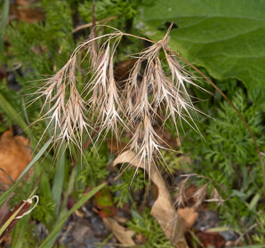Bromus tectorum (downy brome, drooping brome, cheatgrass)