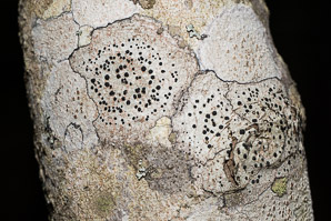 Buellia erubescens (common button lichen, disc lichen)