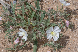 Camissonia californica (California evening primrose, California suncup)