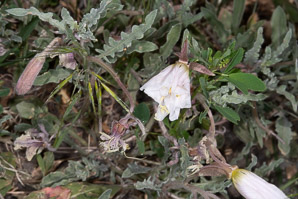 Camissonia californica (California evening primrose, California suncup)