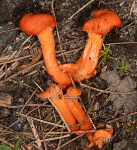 Cantharellus cinnabarinus (cinnabar chanterelle, apricot chanterelle)