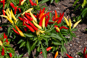 Capsicum annuum (ornamental pepper f1)