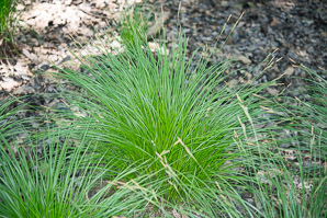 Carex stricta (tussock sedge, upright sedge)