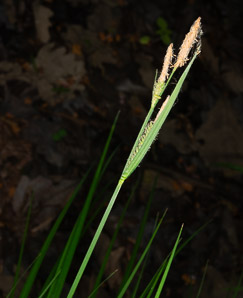 Carex stricta (tussock sedge, upright sedge)