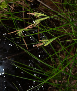 Carex stricta (tussock sedge, upright sedge)