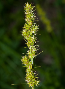 Carex vulpinoidea (common fox sedge, fox sedge)