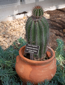 Carnegiea gigantea (saguaro, giant saguaro)