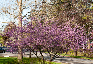 Cercis canadensis (Eastern redbud)