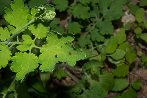 Chelidonium majus (greater celandine, celandine)