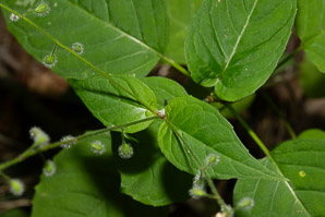 Circaea lutetiana (enchanter’s nightshade, broadleaf enchanter’s nightshade)