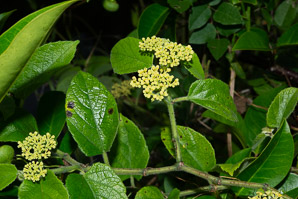 Cissus verticillata (possum grape vine, seasonvine)