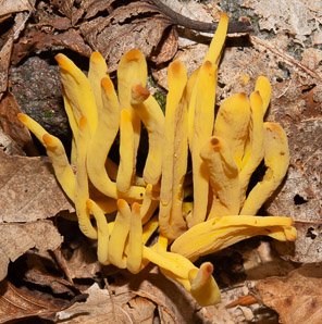 Clavulinopsis fusiformis (golden spindles)