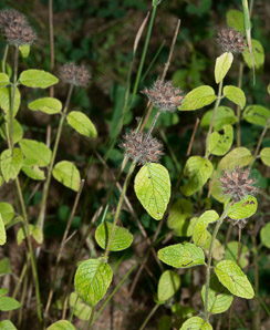 Clinopodium vulgare (wild basil)