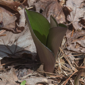 Clintonia borealis (yellow clintonia, bluebead lily, blue-bead lily, clintonia, Clinton’s lily, corn lily, cow tongue, yellow beadlily, yellow bluebeadlily, snakeberry, dogberry, straw lily, bluebead)