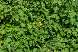 Cordia lutea (yellow cordia, muyoyo)