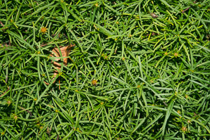 Coreopsis verticillata (threadleaf coreopsis, whorled tickseed)