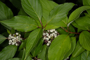Cornus obliqua (narrowleaf dogwood, silky dogwood, swamp dogwood)