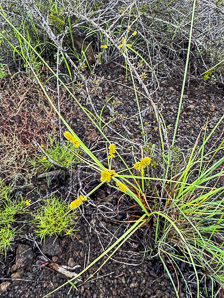 Cyperus anderssonii (Galápagos sedge, Andersson’s sedge, Andersson´s sedge, cyperus)