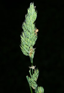 Dactylis glomerata (orchardgrass)