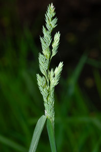 Dactylis glomerata (orchardgrass)