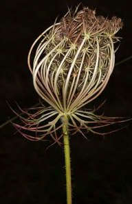 Daucus carota (Queen Anne’s lace, wild carrot, bird’s nest, bishop’s lace)