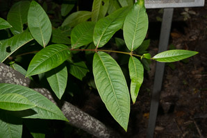 Decodon verticillatus (swamp-loosestrife, waterwillow, swamp loosestrife)