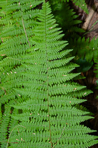 Dennstaedtia punctilobula (hay-scented fern, eastern hayscented fern)