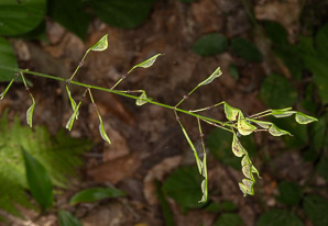 Desmodium nudiflorum (naked tick-trefoil, nakedflower ticktrefoil)