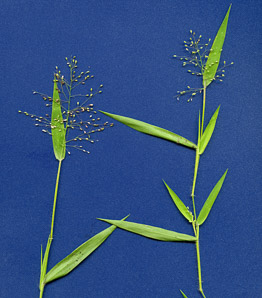 Dichanthelium oligosanthes (few-flowered rosette-panicgrass, Heller’s rosette grass)