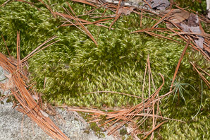 Dicranum scoparium (windswept moss, broom forkmoss, dicranum moss)