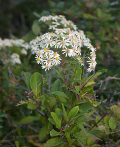 Doellingeria umbellata (flat-topped white aster, umbellate aster, parasol whitetop, tall flat-topped white aster)