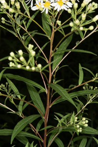 Doellingeria umbellata (flat-topped white aster, umbellate aster, parasol whitetop, tall flat-topped white aster)