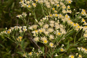 Doellingeria umbellata (flat-topped white aster, umbellate aster, parasol whitetop, tall flat-topped white aster)